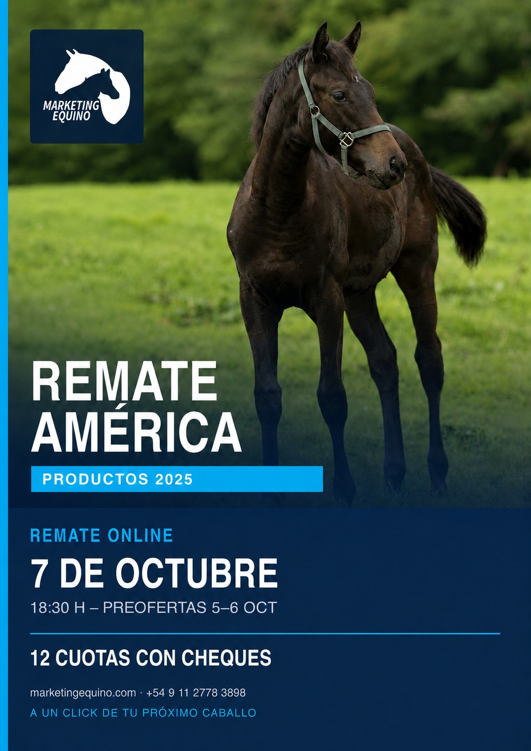 Marqueting Equino
